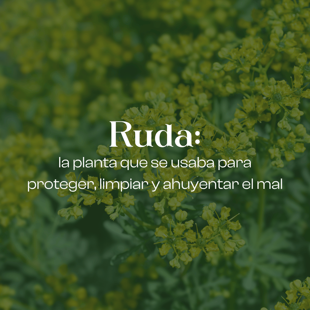 Ruda: la planta que se usaba para proteger, limpiar y ahuyentar el mal